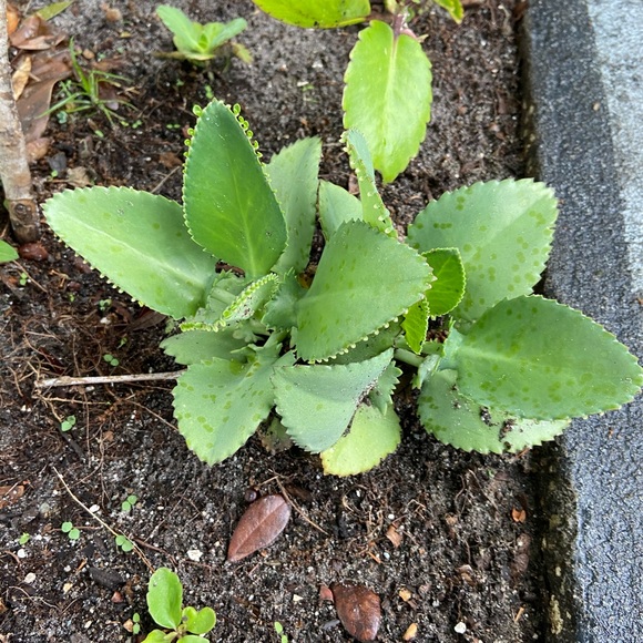🌱3 LG Kalanchoe Mother of Thousands live Plants - Picture 10 of 16